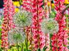 USA, Oregon. Garden in full bloom with Allium and Russell lupine. Art Print